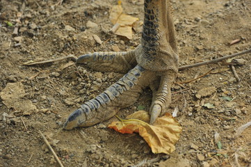 An ostrich's claws