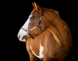 Portrait of a golden brown horse with a black background.