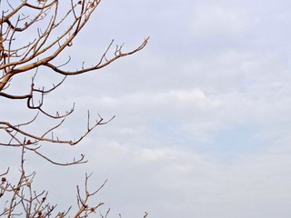 silhouette of a tree on blue sky