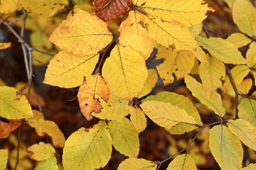 Fallen Autumn Leaves. Autumn Approach, Season Change Concept. Yellow leaves.