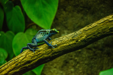 Rana