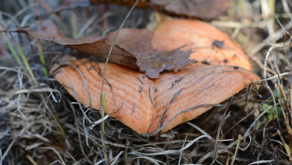 Saffron milk cap (Lactarius deliciosus) mushroom. Fall season. Mushroom hunt. Saffron milk cap aka red pine mushrooms aka Lactarius deliciosus in a grass. 