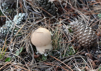 Mushrooms common puffball (Lycoperdon perlatum)