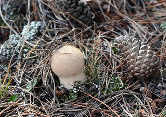 Naklejka na ściany i meble Mushrooms common puffball (Lycoperdon perlatum)