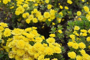 Bunch of yellow chrysanthemum flowers. Chrysanthemum pattern in flowers park. Cluster of  chrysanthemum flowers.