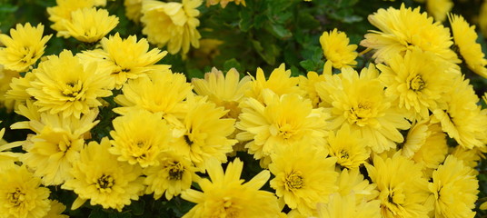 Bunch of yellow chrysanthemum flowers. Chrysanthemum pattern in flowers park. Cluster of  chrysanthemum flowers.