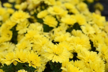 Bunch of yellow chrysanthemum flowers. Chrysanthemum pattern in flowers park. Cluster of  chrysanthemum flowers.