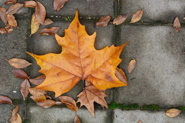 Autumn leaves on walkway. Fallen Autumn Leaves on the on the Sidewalk Paved with Gray Concrete Paving Stones and Grass Lawn Top View. Autumn Approach, Season Change Concept