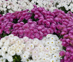 Bunch of chrysanthemum flowers. Chrysanthemum pattern in flowers park. Cluster of  chrysanthemum flowers.