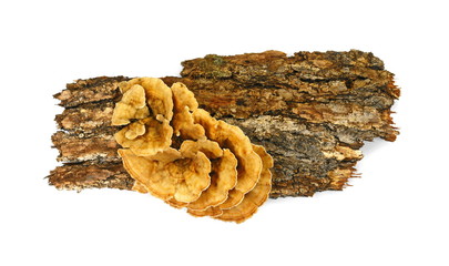 Trametes versicolor, also known as coriolus versicolor and polyporus versicolor mushroom, the best...