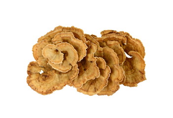 Trametes versicolor, also known as coriolus versicolor and polyporus versicolor mushroom, the best...