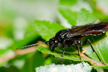 Male wasp Elaphroptera scoliaeformis on the shrub Escallonia leucantha.