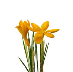 View of magic blooming spring yellow flowers crocus isolated on white.