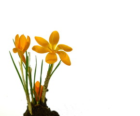 Naklejka na ściany i meble View of magic blooming spring yellow flowers crocus isolated on white.