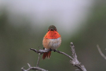 Allen's Hummingbird
