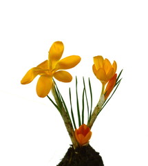 View of magic blooming spring yellow flowers crocus isolated on white.