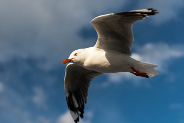 Flying Seagull, Australia