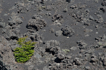Shrub on field of solidified lava in the Conguillio National Park.