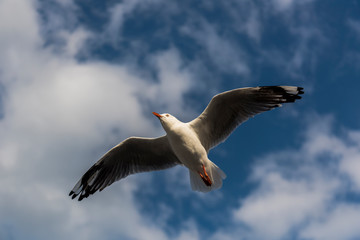 Flying Seagull, Australia