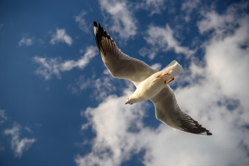 Fototapeta premium Flying Seagull, Australia