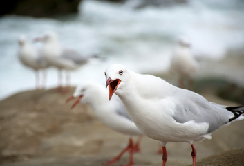 Seagulls on the beach