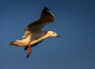 Flying Seagull, Australia