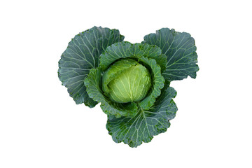 Fototapeta premium Green cabbage on white background with clipping path.