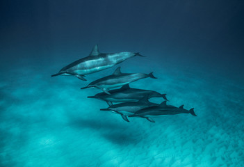 Dolphin Pod Sleeping