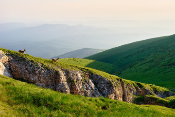 The West Caucasian tur (Capra caucasica) Beautiful mountain landscape with three running cute...