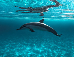 Dolphin Scout