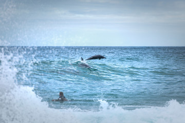 Fototapeta premium Jumping dolphin, Sydney Australia
