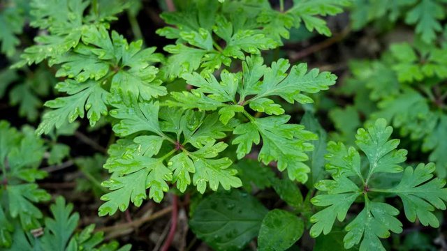 Timelapse plante pousse pendant une journ&eacute;e