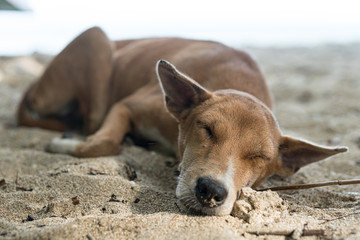 Strand, Boot, Hund, Südsee,