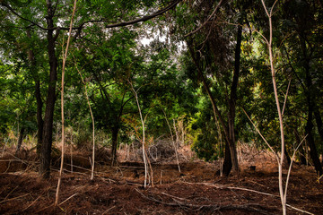 trees growing in a dry areaof forest 