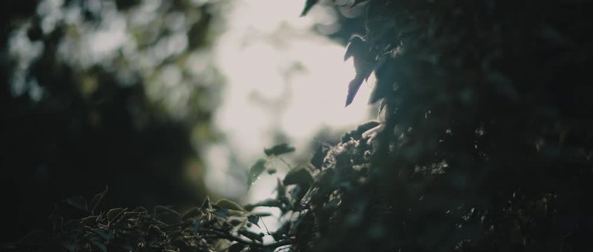 Sunbeams shining through the dark green leaves in the middle of the forest. BOKEH, SLOW MOTION, CLOSE UP. Nature background, cinematic b-roll. BMPCC 4K