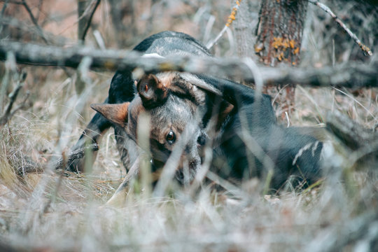 A stray dog ​​in Pripyat in Chernobyl