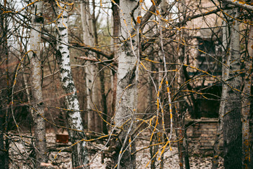 Autumn forest in Pripyat in Chernobyl