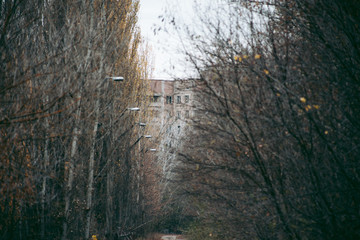 Autumn forest in Pripyat in Chernobyl