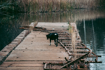 Fototapeta premium A stray dog ​​in Pripyat in Chernobyl