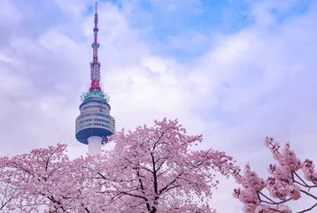 Gordijnen Spring Time and cherry blossom in Spring with Seoul Tower Seoul South Korea © kampon