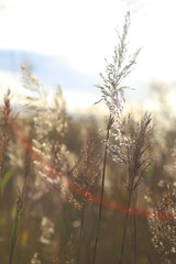 Fields of gold