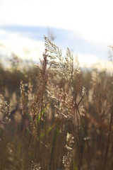 Fototapeta premium Fields of gold