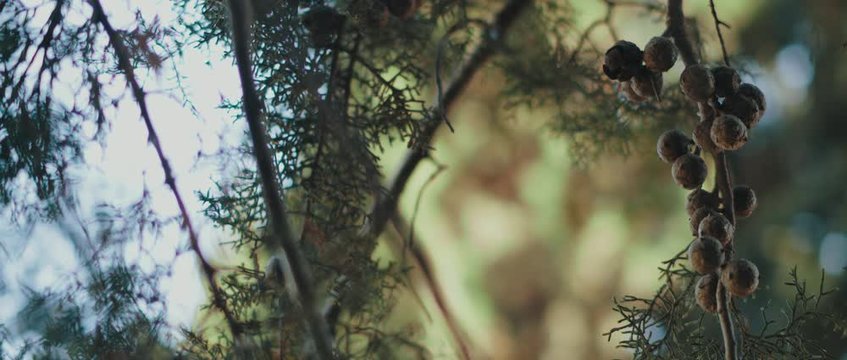 Close up view of Arizona Cypress tree leaves and seeds moving in the wind. BOKEH, SLOW MOTION, SHALLOW DOF. Nature background, cinematic b-roll. BMPCC 4K