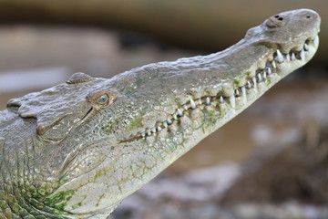 Crocodile Portrait, Costa Rica