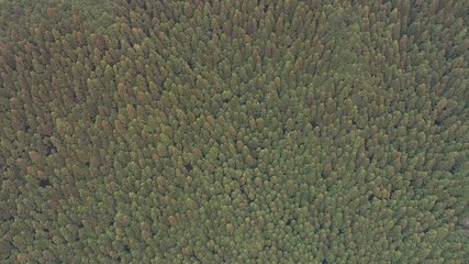 山・杉・ドローン撮影