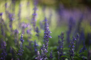 field of lavender flowers