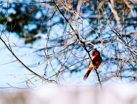 red bird cardinal 