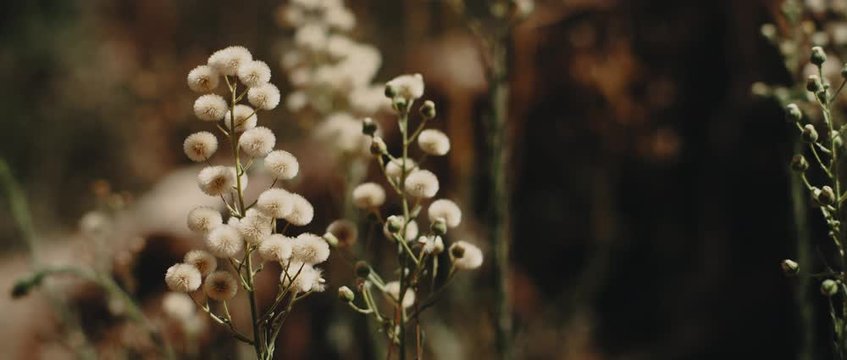 Beautiful hairy fleabane plants, with white ray florets blowing in the wind breeze on a sunny day. CLOSE UP, SLOW MOTION, BOKEH, SHALLOW DOF. Nature background, cinematic b-roll. BMPCC 4K