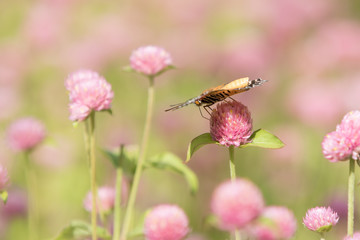 butterfly on a flower