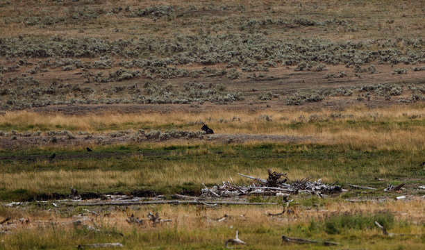 Yellowstone Grey Wolf West Yellowstone